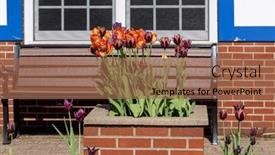  Presentation with tulip - Theme having colorful-tulip-flowers background and a coral colored foreground