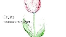  Presentation with tulip - Audience pleasing presentation design consisting of colorful-tulip-made-of-flowing backdrop and a white colored foreground