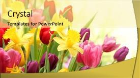  Presentation with daffodil - Presentation design consisting of colorful tulips and daffodils background and a blonde colored foreground