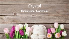  Presentation with wooden toy - Beautiful presentation theme featuring colorful tulips and rabbit toy in front of wooden wall easter card with space for your greetings backdrop and a gray colored foreground
