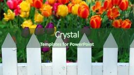  Presentation with tulips - Slides featuring colorful tulips behind white fence background and a forest green colored foreground