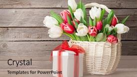  Presentation with an open gift box - Cool new presentation with colorful tulips bouquet and gift backdrop and a  colored foreground