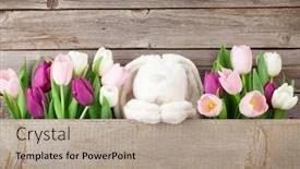  Presentation with wooden toy - Colorful presentation theme enhanced with colorful tulips bouquet and rabbit toy in front of wooden wall easter card with space for your greetings backdrop and a mint green colored foreground