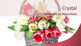  Presentation with bright colorful candy isolated - Colorful presentation theme enhanced with colorful tulips bouquet basket isolated backdrop and a lemonade colored foreground