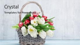  Presentation with thank - Slides consisting of colorful tulips bouquet basket background and a sky blue colored foreground