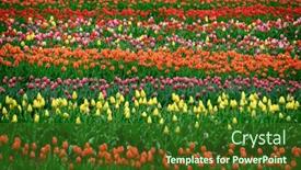  Presentation with tulip - Theme featuring colorful-tulips-growing-at-tulip background and a forest green colored foreground
