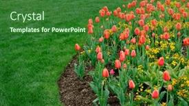  Presentation with tulip - Presentation theme consisting of colorful-tulips-growing-at-tulip background and a forest green colored foreground