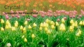  Presentation with tulip - Presentation featuring colorful-tulips-growing-at-tulip background and a  colored foreground