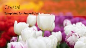  Presentation with sunlight - Slide set with colorful-tulips-in-the-garden background and a gold colored foreground