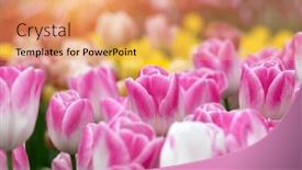  Presentation with sunlight - PPT theme featuring colorful-tulips-in-the-garden background and a coral colored foreground