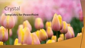  Presentation with sunlight - Slides with colorful-tulips-in-the-garden background and a lemonade colored foreground
