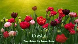  Presentation with sunlight - Presentation design featuring colorful-tulips-in-the-garden background and a tawny brown colored foreground