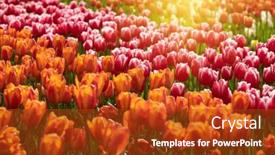  Presentation with sunlight - Presentation theme having colorful-tulips-in-the-garden background and a crimson colored foreground