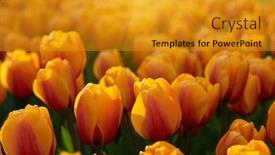  Presentation with sunlight - Presentation design enhanced with colorful-tulips-in-the-garden background and a gold colored foreground