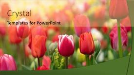  Presentation with sunlight - PPT theme enhanced with colorful-tulips-in-the-garden background and a blonde colored foreground