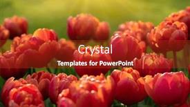  Presentation with sunlight - PPT theme featuring colorful-tulips-in-the-garden background and a crimson colored foreground
