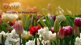  Presentation with sunlight - Theme consisting of colorful-tulips-in-the-garden background and a gold colored foreground