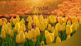  Presentation with sunlight - Slide deck enhanced with colorful-tulips-in-the-garden background and a gold colored foreground