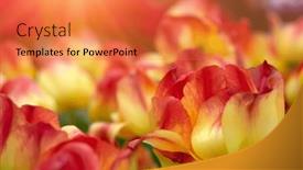  Presentation with sunlight - 