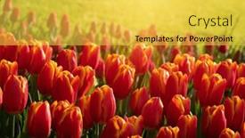  Presentation with sunlight - 