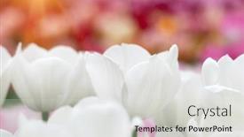  Presentation with sunlight - 