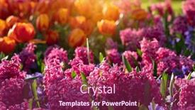  Presentation with sunlight - 