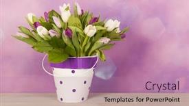  Presentation with tulips - PPT theme enhanced with colorful-tulips-in-vase background and a coral colored foreground