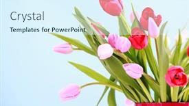 Presentation with tulips - 