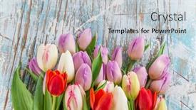  Presentation with tulips - PPT theme enhanced with colorful-tulips-on-wooden-table background and a light gray colored foreground