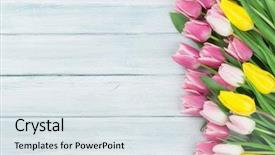  Presentation with tulips - PPT theme with colorful tulips over wooden background background and a sky blue colored foreground