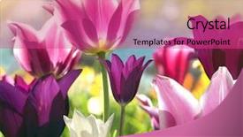  Presentation with colorful flower - PPT theme featuring colorful tulips background and a coral colored foreground
