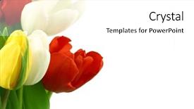  Presentation with tulips - Presentation theme featuring colorful tulips background and a white colored foreground