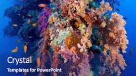  Presentation with sponges - Amazing slide deck having colorful underwater offshore rocky reef with coral and sponges and small tropical fish swimming by in a blue ocean backdrop and a navy blue colored foreground