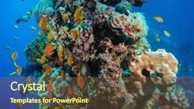  Presentation with sponges - Theme enhanced with colorful underwater offshore rocky reef with coral and sponges and small tropical fish swimming by in a blue ocean background and a tawny brown colored foreground