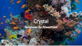  Presentation with tropical reef fish - Amazing theme having colorful underwater offshore rocky reef backdrop and a tawny brown colored foreground