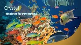  Presentation with sponges - Beautiful PPT layouts featuring colorful underwater offshore rocky reef with coral and sponges and small tropical fish swimming by in a blue ocean backdrop and a ocean colored foreground