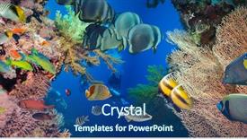  Presentation with tropical reef fish - Amazing slide set having colorful underwater offshore rocky reef backdrop and a ocean colored foreground