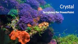  Presentation with plants - Beautiful theme featuring colorful underwater world backdrop and a ocean colored foreground