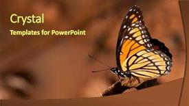  Presentation with sunny fall - PPT layouts featuring colorful viceroy butterfly resting background and a tawny brown colored foreground