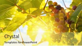  Presentation with grape vine - Slide set with colorful vineyard - fresh grape vine in bright background and a blonde colored foreground