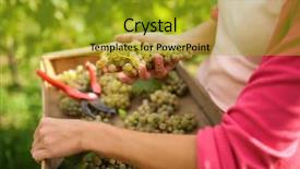  Presentation with colorful hands - Presentation theme enhanced with colorful vineyard - hands of a female vintner background and a gold colored foreground