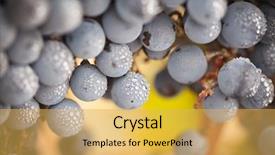  Presentation with vine wine - Beautiful presentation theme featuring colorful vineyard - lush ripe wine grapes backdrop and a yellow colored foreground