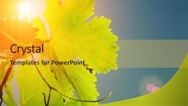  Presentation with grapevine - Beautiful presentation featuring colorful vineyard - sun shining through grapevine leaves backdrop and a gold colored foreground