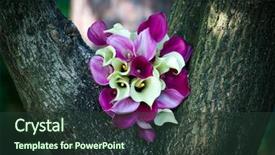  Presentation with pink wedding - Beautiful slide set featuring colorful wedding bouquet with pink and white cala backdrop and a tawny brown colored foreground