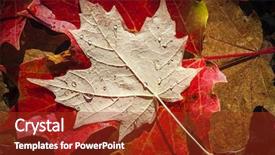  Presentation with fall lake - Slide deck consisting of colorful wet fall maple leaves floating in shallow lake water close up background and a tawny brown colored foreground