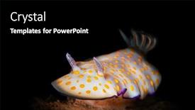  Presentation with colorful - Audience pleasing slide deck consisting of colorful-white-gypsy-nudibranch-crawls backdrop and a black colored foreground