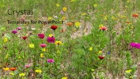  Presentation with focus - Slide set consisting of colorful-wildflowers-with-selective-focus background and a gold colored foreground