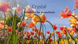  Presentation with blue tulip - Theme having colorful-yellow-and-orange-color background and a light blue colored foreground