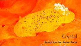  Presentation with seawater - Presentation enhanced with colorful-yellow-aquatic-seawater-nudibranch background and a gray colored foreground