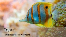  Presentation with salt water fish - Presentation design enhanced with colorful yellow butterfly fish background and a coral colored foreground